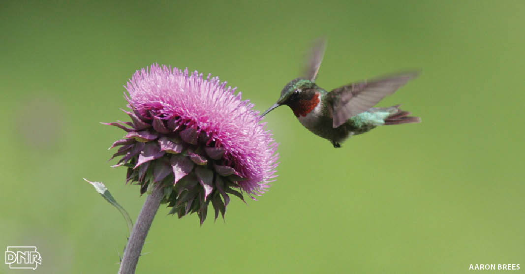 7 cool things you should know about hummingbirds | Iowa DNR